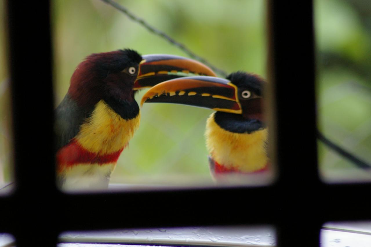 Chale Juliet Villa ปิเรนนอโปลิส ภายนอก รูปภาพ